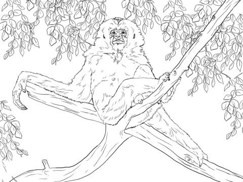 Gibbon Sits On Tree Coloring Page